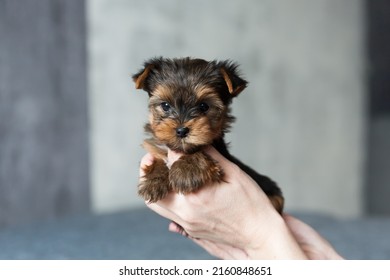 one month old Yorkshire Terrier Puppy sitting on woman hand on a gray concrete wall background