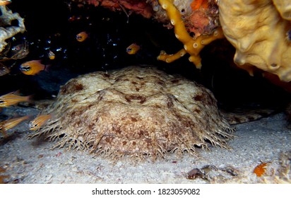 One of the most amazing sharks in the ocean - carpet or wobbegong shark