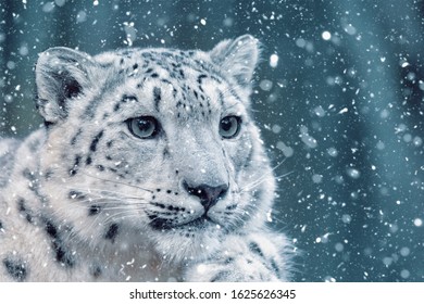 One Most Beautiful Big Cat Snow Stock Photo 1625626345 | Shutterstock