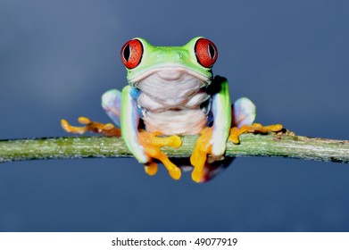 One Most Beautiful Creatures On Planet Stock Photo 49077919 | Shutterstock