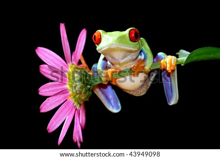 one of the most beautiful creatures on planet earth:the red eyed tree frog (agalychnis callidryas)