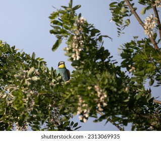 One of the most colorfull birds in Germany sits close to the observer on a branch while the sun is lighting one side of him. - Shutterstock ID 2313069935
