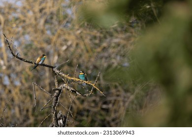 One of the most colorfull birds in Germany sits close to the observer on a branch while the sun is lighting one side of him. - Shutterstock ID 2313069943