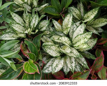One of the most commonly used interior landscape plants is the Aglaonema Silver Queen. The common name for Aglaonema plant is Chinese Evergreen.