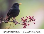 One of the most familiar birds in parks and gardens of Europe, the common blackbird. This one is perched on a hawthorn branch with some red fruits.