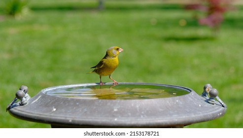 1,655 Familiar bird Images, Stock Photos & Vectors | Shutterstock