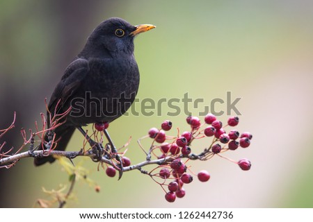 One of the most familiar birds in parks and gardens of Europe, the common blackbird. This one is perched on a hawthorn branch with some red fruits.