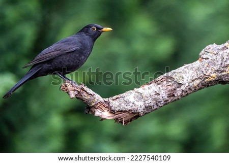 One of the most familiar birds in the parks and gardens of Europe, the common blackbird. This is perched on a branch and soon flies away.
