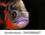 One of the most famous fish in aquariums. Astronotus ocellatus. Black background. (Oscar Cichlid)