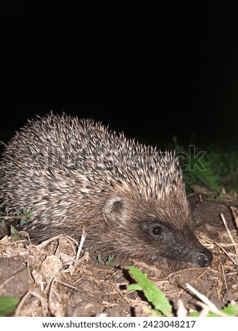 One of the most interesting and funny animals is a hedgehog.  This beast is covered with thorns.  When you see him for the first time, you don't understand how he lives in such an unusual skin. 