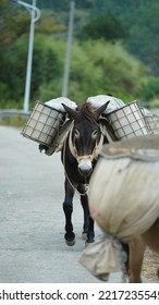 One Mule Horse Carrying On The Construction Material Walking Along The Road