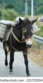 One Mule Horse Carrying On The Construction Material Walking Along The Road