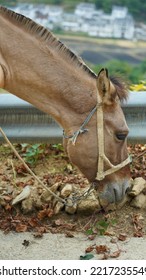 One Mule Horse Carrying On The Construction Material Walking Along The Road