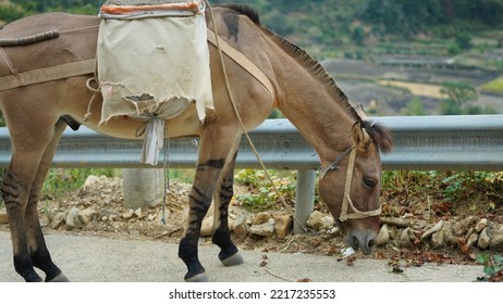 One Mule Horse Carrying On The Construction Material Walking Along The Road