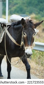 One Mule Horse Carrying On The Construction Material Walking Along The Road