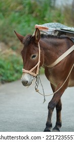 One Mule Horse Carrying On The Construction Material Walking Along The Road