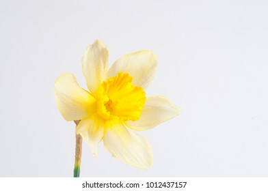 One Narcissus Flower