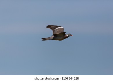 One Natural Flying Wood Pigeon Culver (columba Palumbus), Spread Wings, Blue Sky