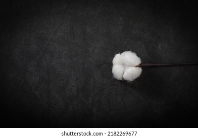 One natural organic cotton flower isolated on a black background with vignette. Photo of a white dry cotton bud with space for advertising text. Raw material for making fabric.