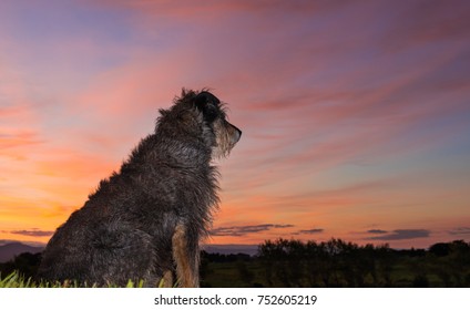 One New Zealand Farm Dog Waiting To Start Work.