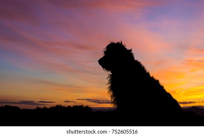 One New Zealand Farm Dog Waiting To Start Work.