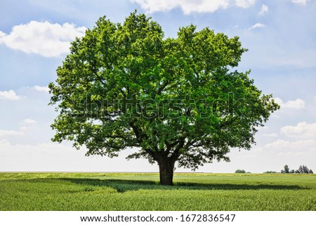 one oak tree growing in a field with agricultural plants, a field for growing food