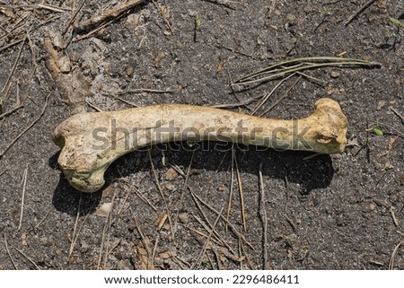 one old animal bone lies on the gray ground in the street