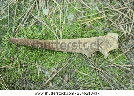 one old sharp gray animal bone lies on green moss in nature outdoors