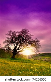 One Old Tree On The Hill Of Mountains