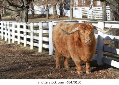 One Of The Oldest Cattle Breeds In The World The Highland Scottish Cow , Here In The Pleasant Hill Shaker Community In Kentucky