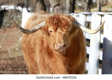 One Of The Oldest Cattle Breeds In The World The Highland Scottish Cow , Here In The Pleasant Hill Shaker Community In Kentucky