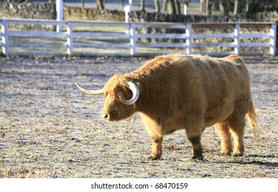 One Of The Oldest Cattle Breeds In The World The Highland Scottish Cow , Here In The Pleasant Hill Shaker Community In Kentucky