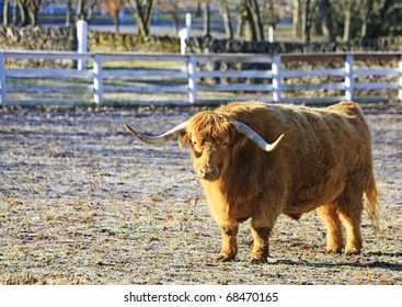 One Of The Oldest Cattle Breeds In The World The Highland Scottish Cow , Here In The Pleasant Hill Shaker Community In Kentucky