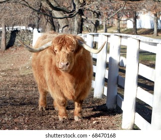 One Of The Oldest Cattle Breeds In The World The Highland Scottish Cow , Here In The Pleasant Hill Shaker Community In Kentucky