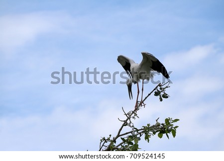 One of open billed stork bird perch and winged at the top of the tree on blue sky and white cloud background. A black and white color of Asian openbill bird on the green tree.