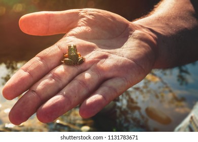 One open hand with a tiny frog sitting on it. Asturias. Spain