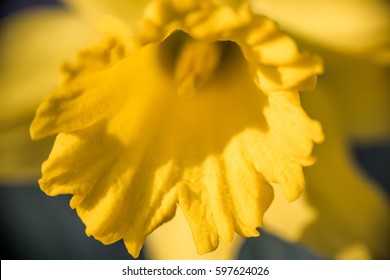 One Open Yellow Daffodil With Water Drops Macro Closeup