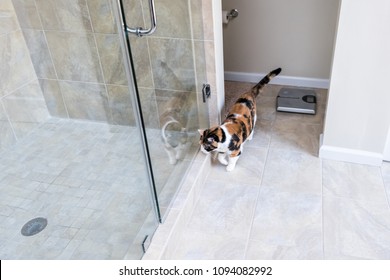 One Orange Calico Cat Walking Inside Modern Luxury Tiled Bathroom In Home, Apartment Or House With Shower Door, Restroom Scale