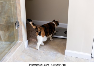 One Orange Calico Cat Walking Inside Modern Luxury Tiled Bathroom In Home Apartment Or House With Shower Door Stepping On Restroom Scale