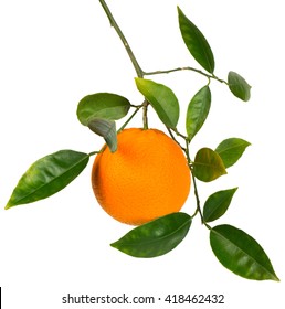 One Orange Fruit With Leaves Hanging On A Branch Isolated On White Background.