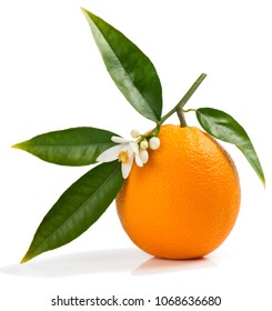  One Orange Fruit On A Blossoming Branch Of Orange Tree, Isolated White Background.