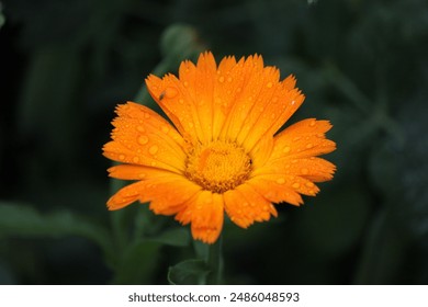 one orange marigold with water droplets on dark green background - Powered by Shutterstock