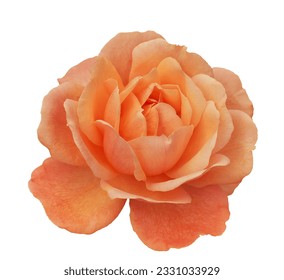 One orange rose flower, design element isolated on white background - Powered by Shutterstock