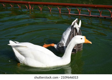 One out of two swans diving in for fish in water high resolution photo.