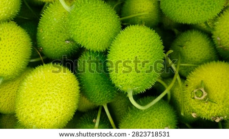 One packet of spine gourd vegitables is harvest  for sell in market.