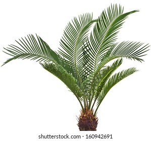 One Palm tree cycas revoluta isolated on white background