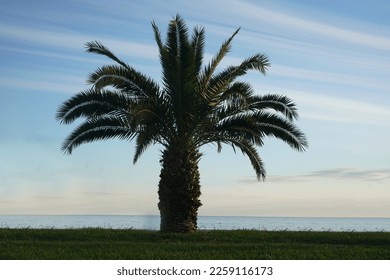 one Palm Tree. Palm trees. alone Young tree planted on a hill, cloudy blue sunset sky background. Beach and black Sea View From Under .  - Shutterstock ID 2259116173