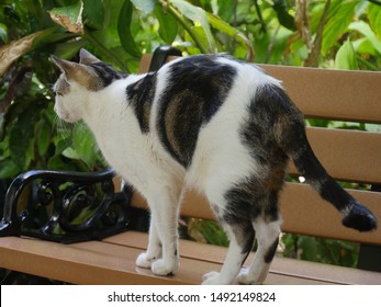 One Of The Pampered Cats Lat The Hemingway House, Key West, Florida.