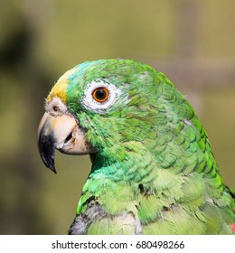 One Parrot Psittaciformes Portrait  Face Caldas In Colombia South America