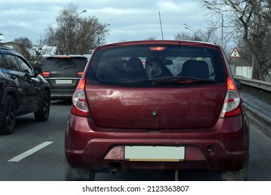 In One Of The Passenger Cars, A Large Dog Is Being Transported. She Looks Out The Back Window At The Car Following Her.